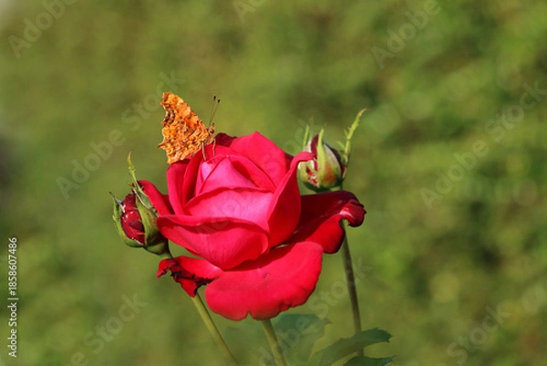 Obraz Une rose visitée
