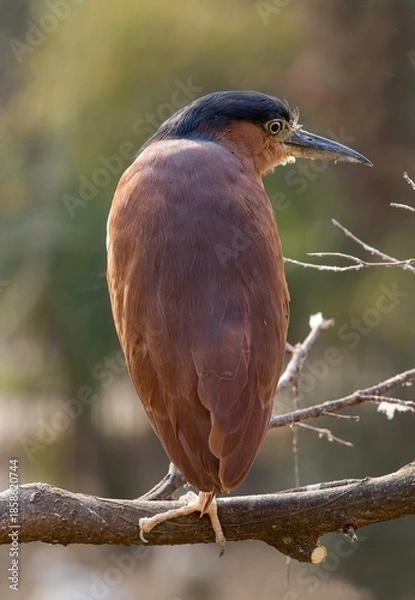 Obraz Purple heron