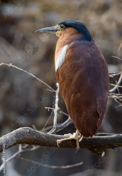 Obraz Purple heron