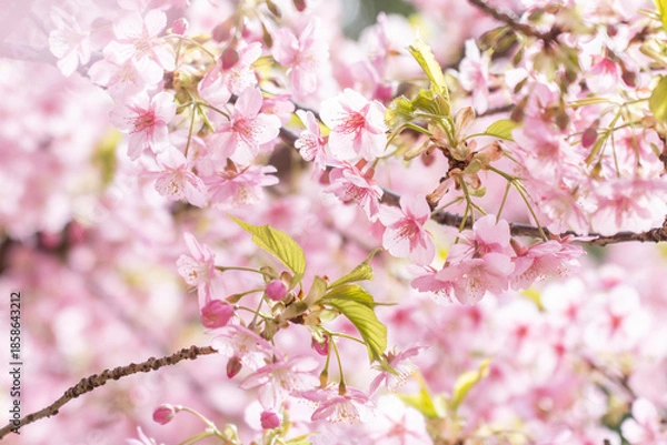 Obraz 河津桜の花と蕾	
