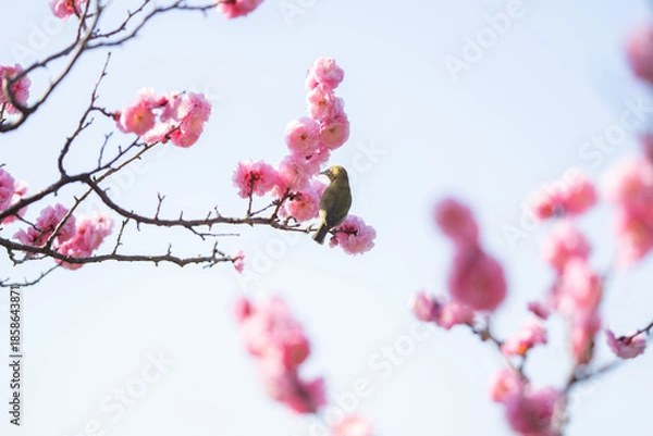 Obraz 梅の花の蜜を吸いにやってきたメジロ	