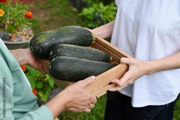 Obraz Gardening together: Two people harvest zucchini in a community garden during summer