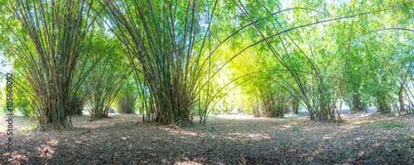 Obraz summer atmosphere in bamboo forest