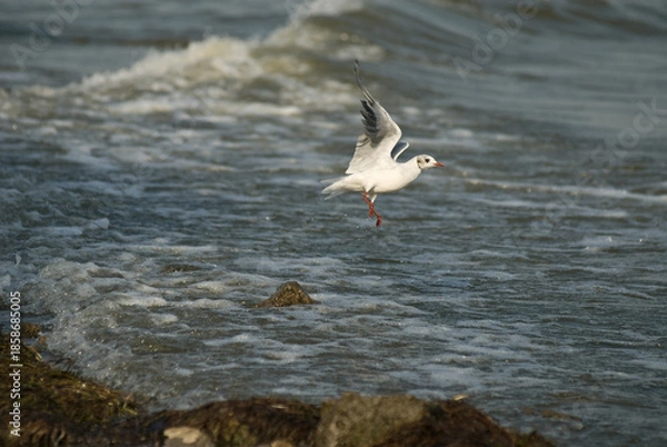 Obraz seagull in flight