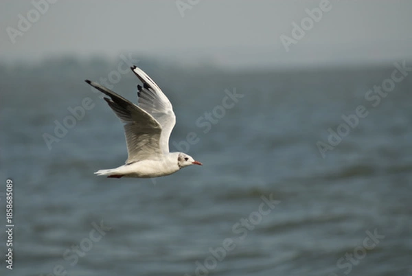 Obraz seagull in flight