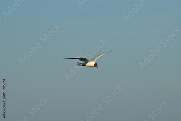 Obraz seagull in flight