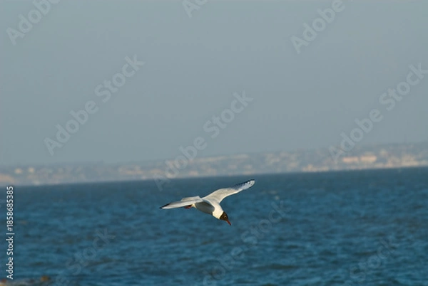 Obraz seagull in flight