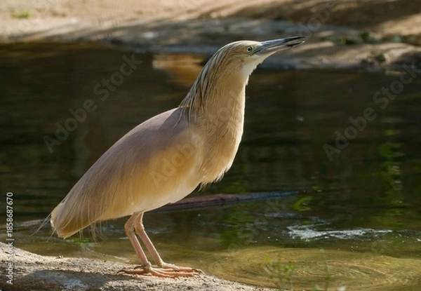Obraz Squacco heron
