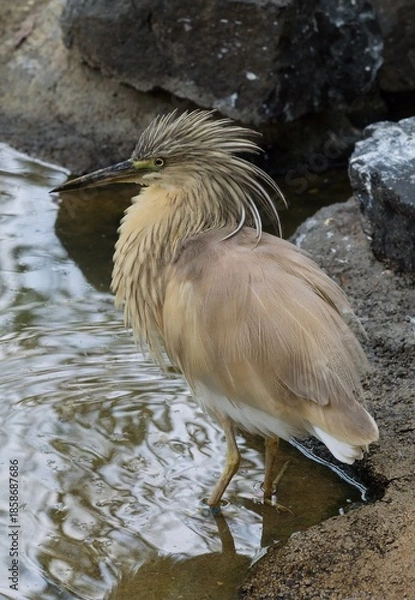 Obraz Squacco heron