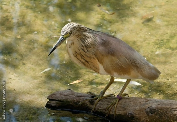 Obraz Squacco heron
