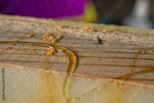 Obraz glue wood close-up