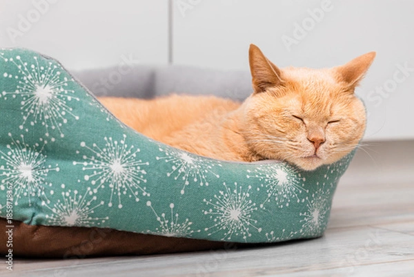 Fototapeta A ginger cat is lying in a bed.