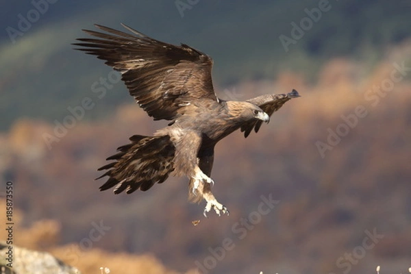 Obraz Golden eagle