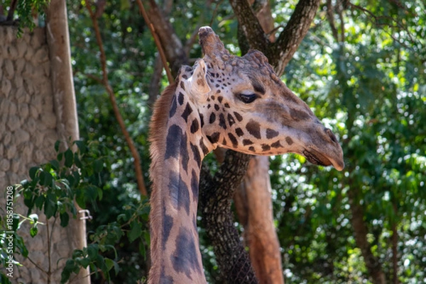 Obraz giraffe in zoo