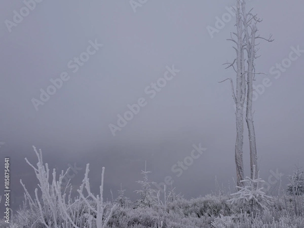Fototapeta Martwy las w zamglonej zimowej scenerii