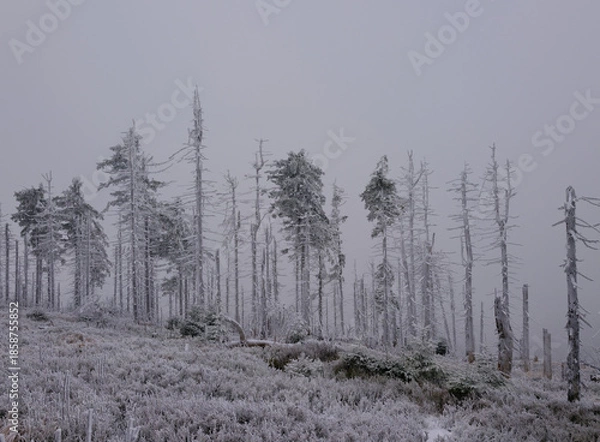 Fototapeta Martwy las w zamglonej zimowej scenerii