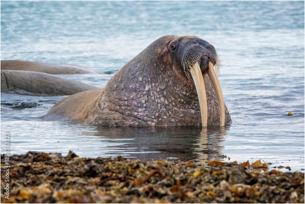 Fototapeta Walrosse