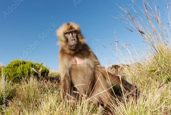 Fototapeta Gelada baboon male grazing in Simien mountains national park, Ethiopia