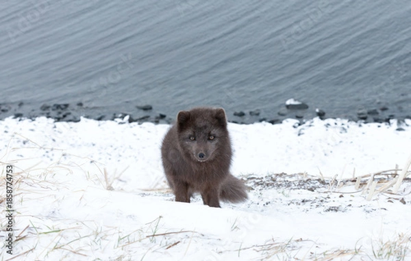 Fototapeta Blue morph Arctic fox standing on a steep snowy bank next to the ocean