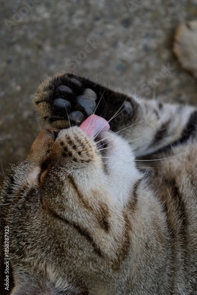 Obraz the cat is lying down and licking itself