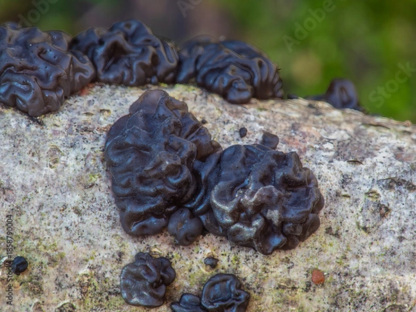 Obraz Exidia nigricans