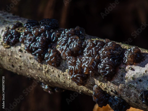 Obraz Exidia nigricans