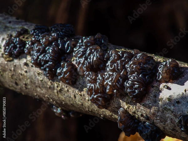 Obraz Exidia nigricans