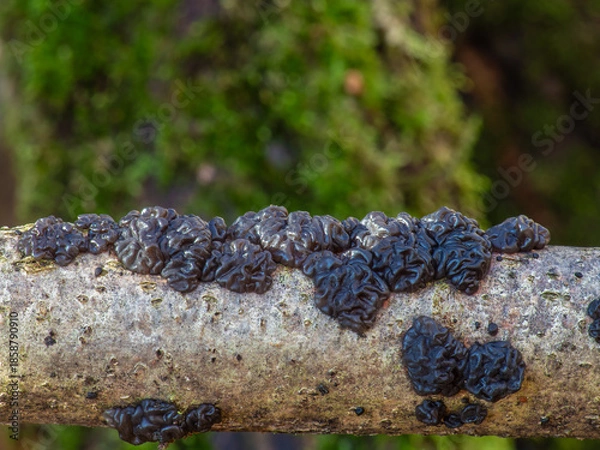 Obraz Exidia nigricans