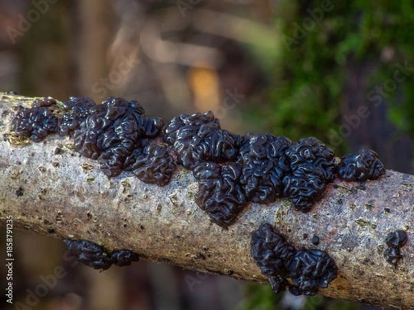 Obraz Exidia nigricans