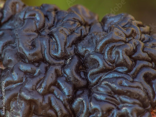 Obraz Exidia nigricans