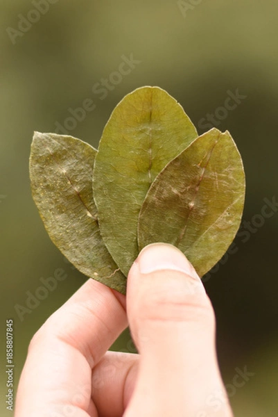 Obraz cocakintu leafs