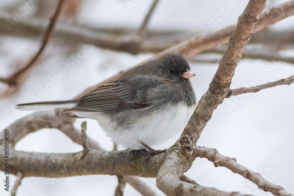 Obraz Bird on a branch