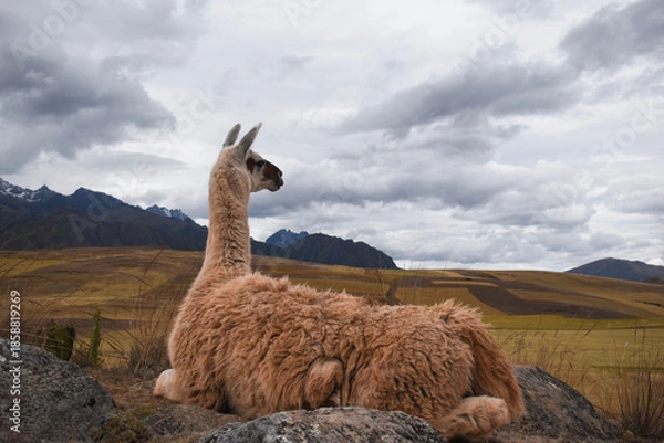 Obraz llama in the mountains