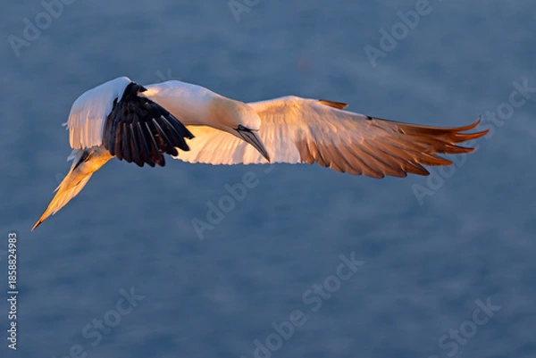 Obraz Głuptak (Morus bassanus)