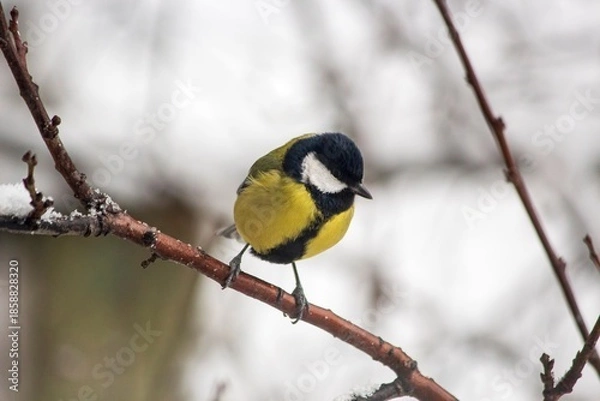 Obraz Great tit parus major closeup