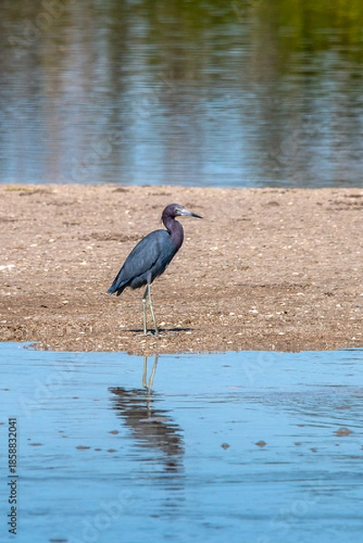 Obraz Little Blue Heron