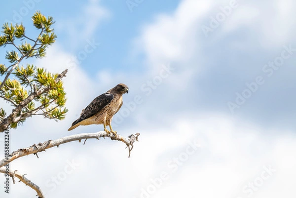 Obraz Hawk on a branch