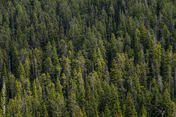 Obraz forest in the mountains