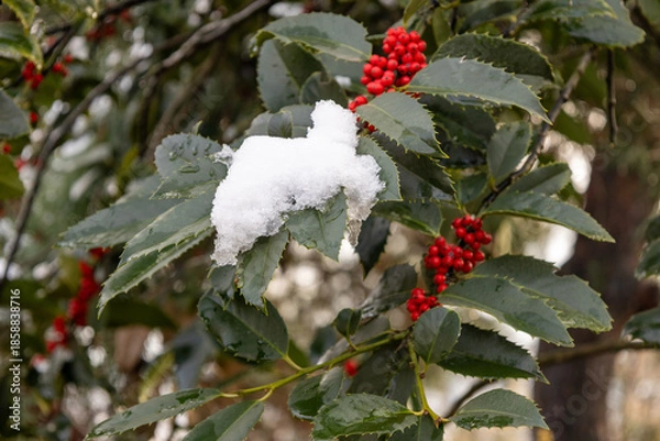 Obraz red berries on snow