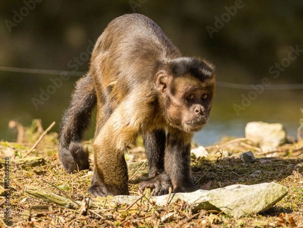 Fototapeta Singe Capucin