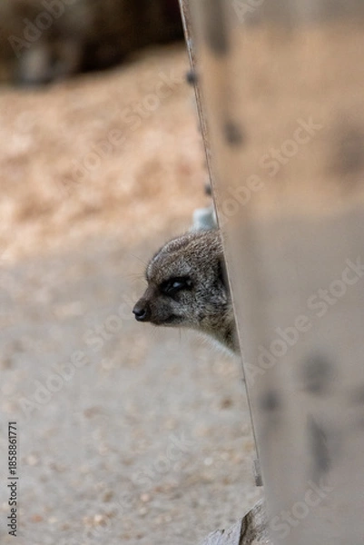 Fototapeta Suricate