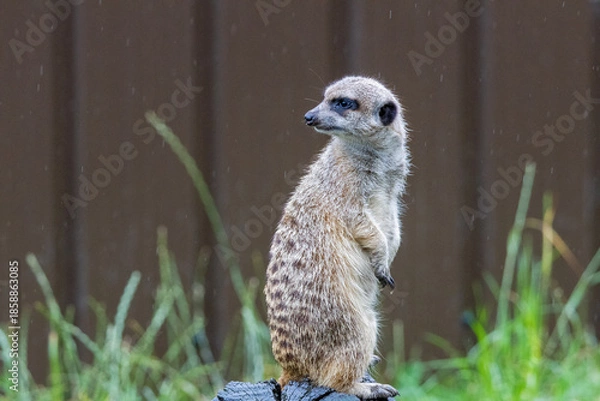 Fototapeta Suricate