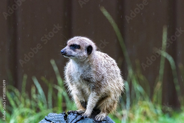 Fototapeta Suricate