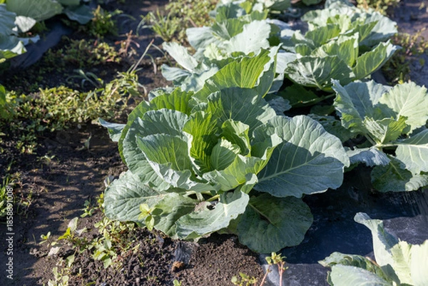 Obraz 成長中の夏のキャベツ畑
