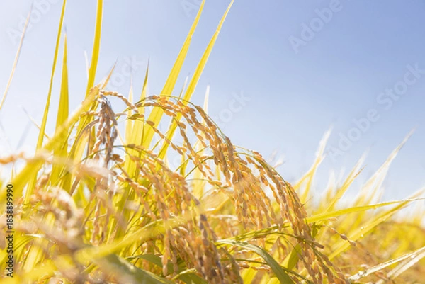 Obraz 収穫期の稲穂　品種:雪若丸	