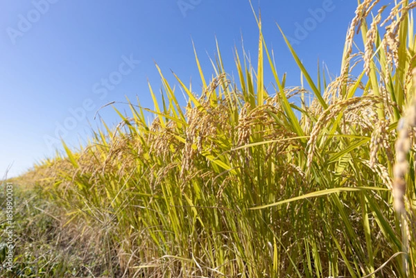 Obraz 収穫期の稲穂　品種:雪若丸	