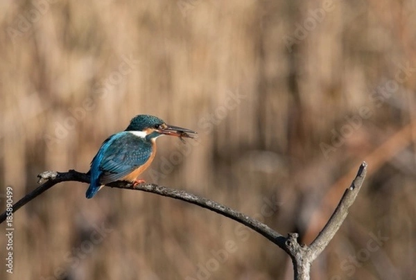 Obraz エビをゲットしたカワセミ