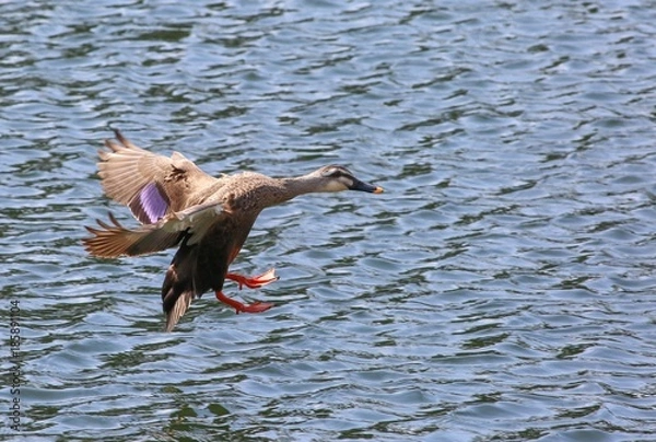 Obraz 着水寸前のカモ