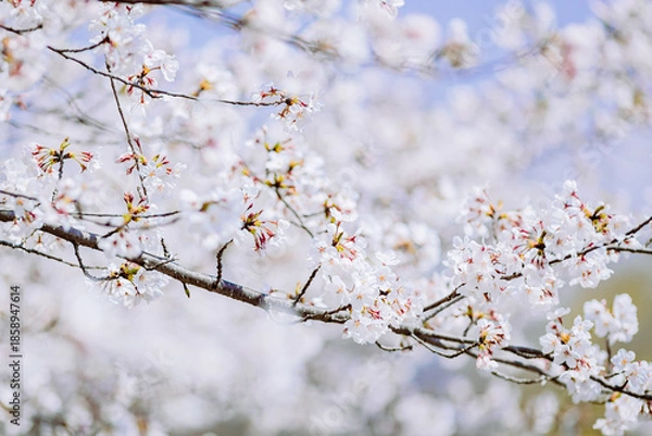 Obraz 	見頃を迎え咲き誇る桜