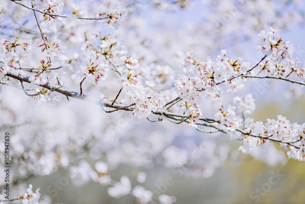 Obraz 	満開を迎えた染井吉野